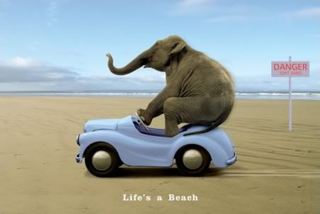 Beachcarelephant.jpg