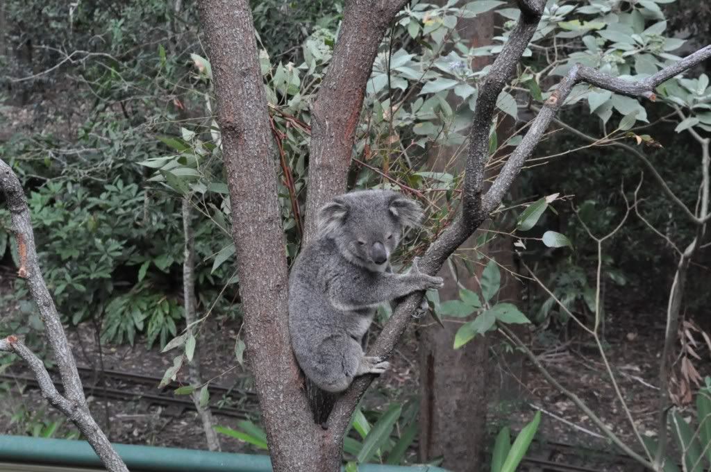 le fameux koala Pictures, Images and Photos