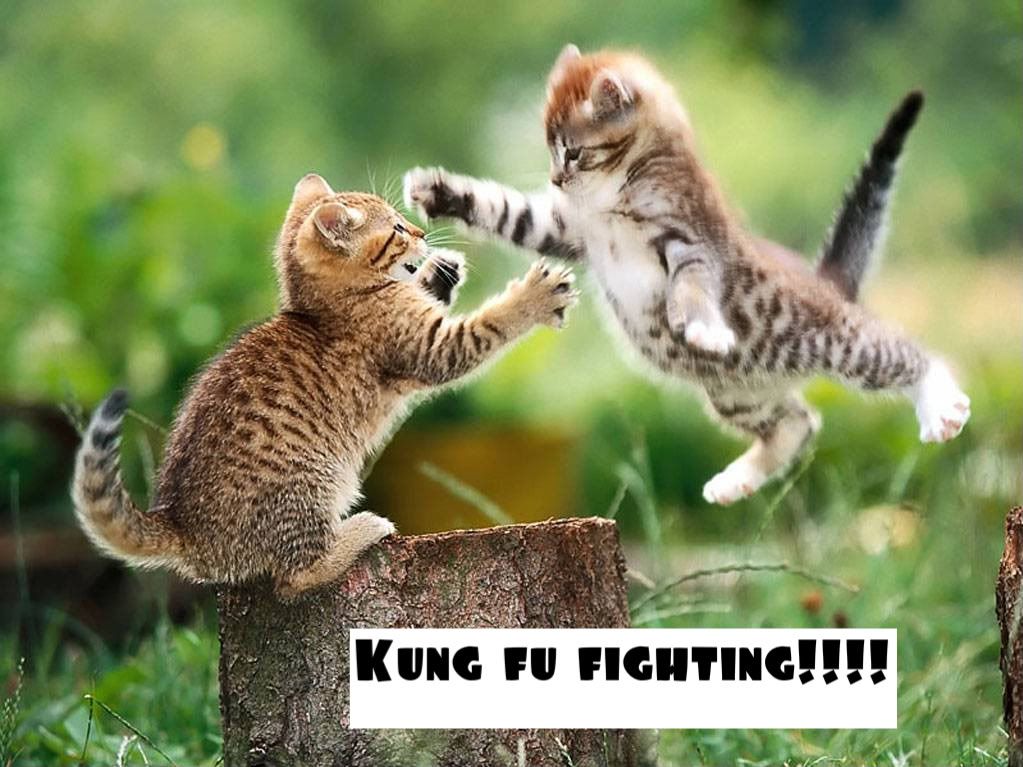 kittens. Kung fu kittens