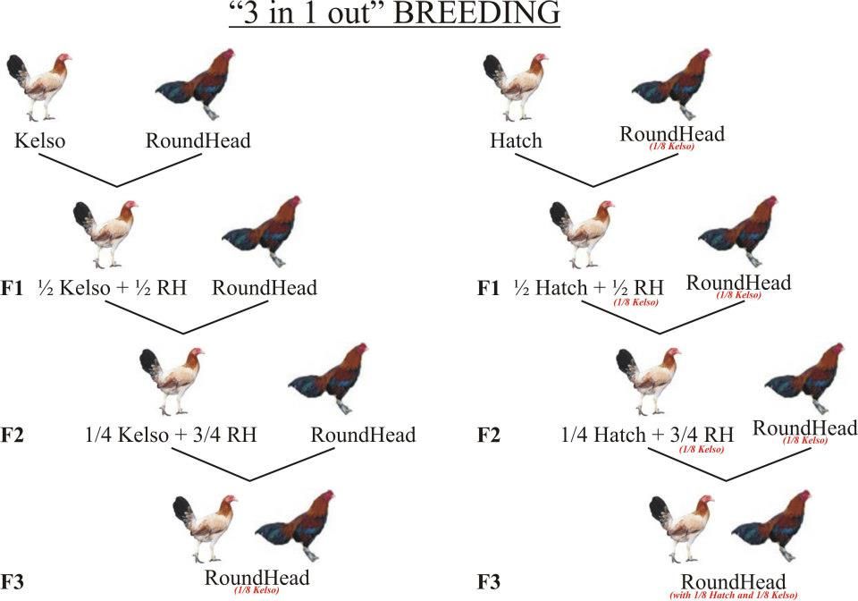 linebreeding-zps938a5daa-jpg-photo-by-island-born888-photobucket