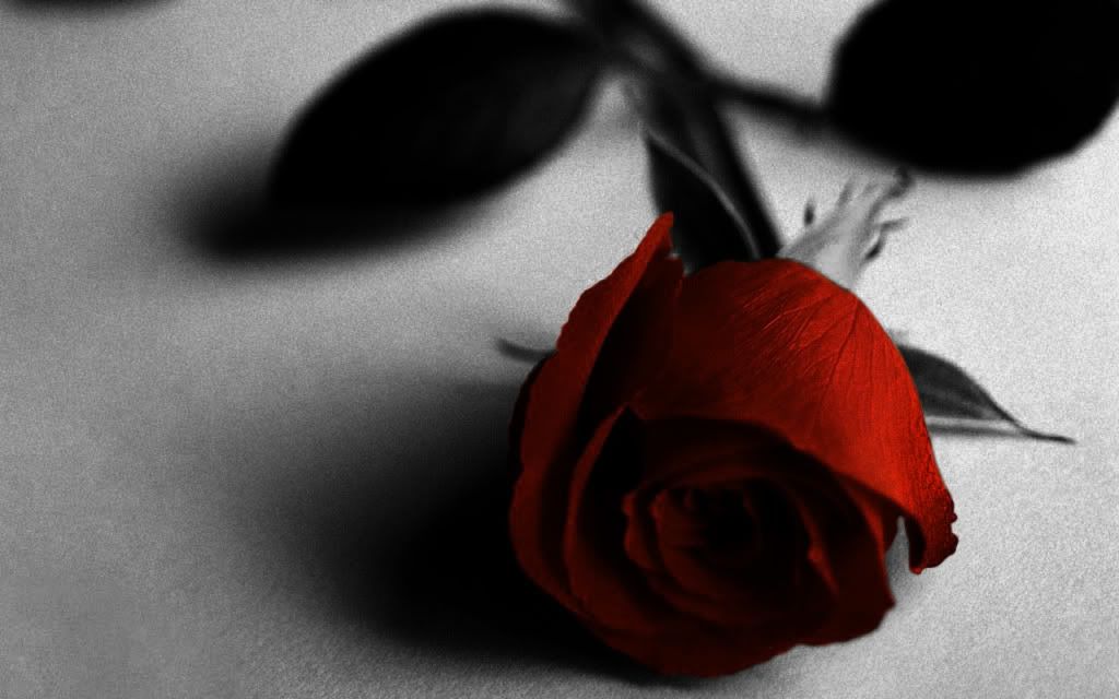 Lonley love roses Pictures, Images and Photos