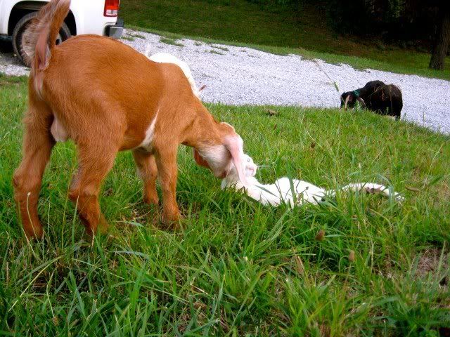 Name that color. - Goats