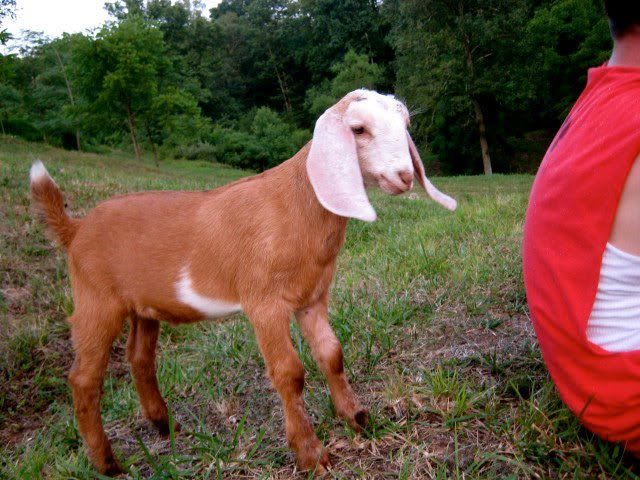 Name that color. - Goats