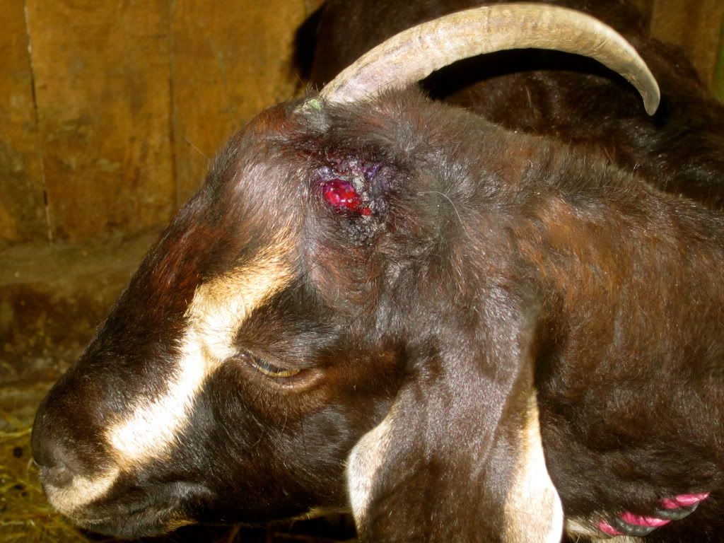 For those who may be interested- banding horns - Goats