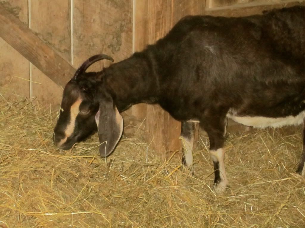 For those who may be interested- banding horns - Goats