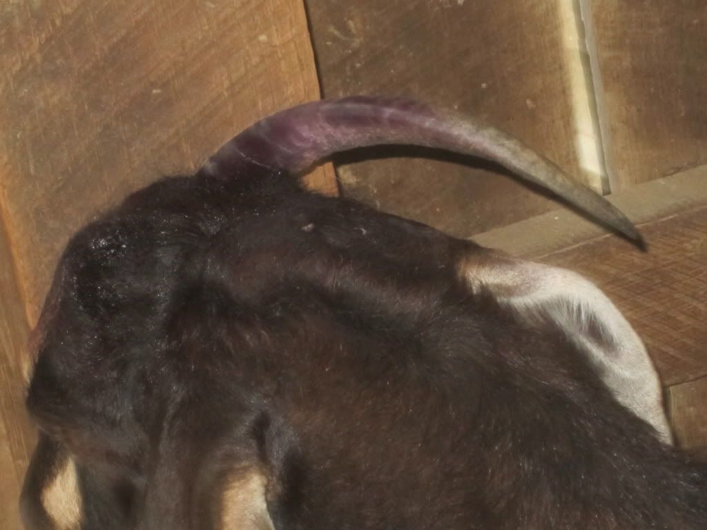 For those who may be interested- banding horns - Goats
