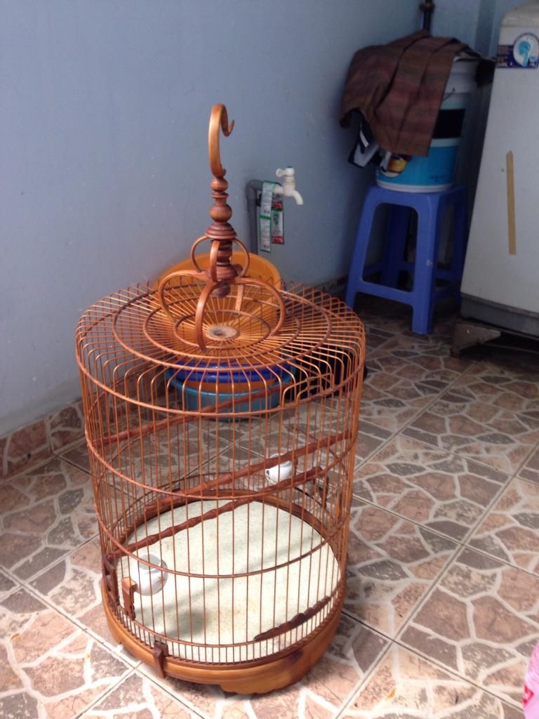 Tân Bình-Thanh lý Than Rừng 1 mùa và CM Quảng Nam