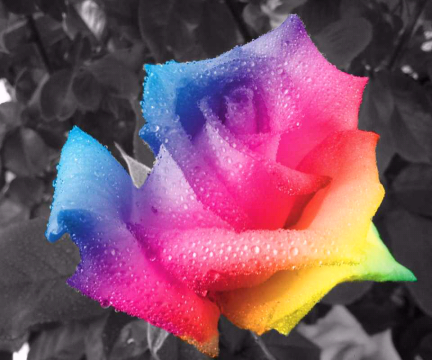 RainbowRose photo RainbowRose_zps7d0e4d90.png